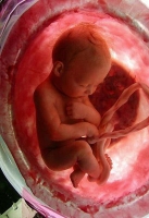 Фотография ребенка в утробе матери
