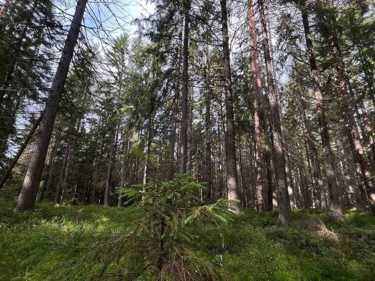 Школа безопасности: юные спасатели Кольского Заполярья покорили лесные испытания