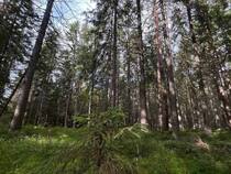 Школа безопасности: юные спасатели Кольского Заполярья покорили лесные испытания